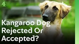 Will This Kangaroo Dog Be Accepted or Rejected? | The Dog House 🐶