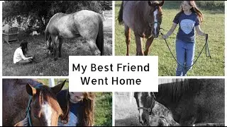 losing my heart horse