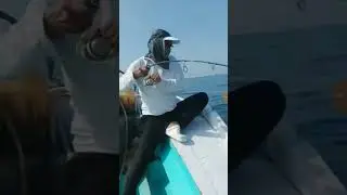 IKAN LEMEDANG SANGAR..#shorts