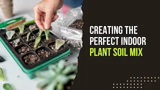 Crafting the Perfect Indoor Plant Soil Mix