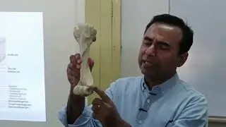 Comparative anatomy of humerus of ox, horse and dog-Part-I