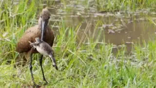 Hamerkop swallows a big frog ||
