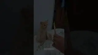 kucing jatuh lucu #cat #cats #catshorts #funny #funnyvideo #fun #kucing