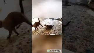 Silly Cats Gone Wild! 😺 #FunnyCats Frenzy #cute cats