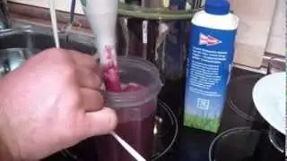 Aronia Beeren Smoothie aus frischen Aroniabeeren herstellen