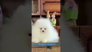 Мини мальчик #angelsempire #dog #mini #pomeranian #купитьшпица #мимими