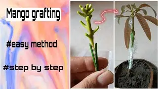 mango grafting, #easy way.    # v shape grafting #simple grafting 🥭