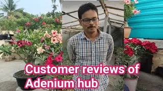 Real customer review from adenium hub. শুনে নেন দাদার পার্সোনাল opinion 
