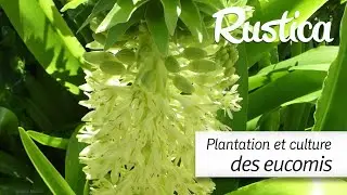 Planter en pot des eucomis