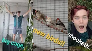 NEW birds + NEW VidaXl Steel Avairy + HAUL AND CAGE SETUP 🐦 (The bird videos of bird videos.)