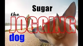 Sugar - the jogging dog with the owner Boholano Vblogger | Motivational (Day 1)
