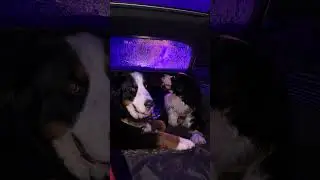 Walt and Gus go to the car wash for the first time #bernese #puppy #bernesemountaindog