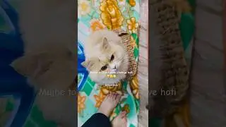 #pets #funny #comedy #animals #cat #catshorts #catvideos #catlovers #cutecat #funnycats #kitten