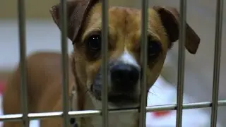 Northeast Animal Shelter: Dogs