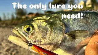 How to catch Tailor on a Halco Slidog!