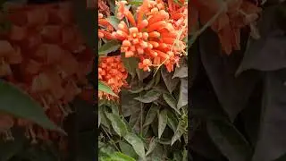 Pyrostegia venusta | Bignoniaceae