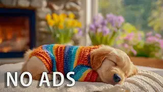Nonstop 12-Hour Dog Sleep Soundtrack 🐶 Reduces Stress & Restlessness | No Ads