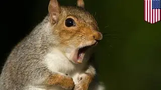 Man dies from rare brain disease from eating squirrel brains - TomoNews
