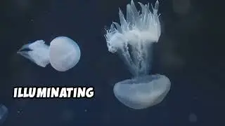 Dive into Ocean Mysteries: Bermuda Triangle, Underwater Pyramids & More!