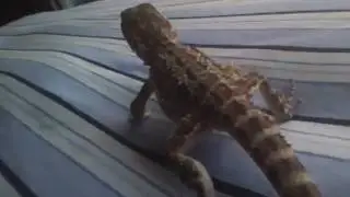 bearded dragon..