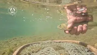 Fly Fishing for Cutthroat Trout
