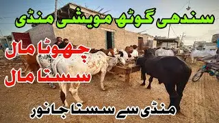 Mandi Se Sasta Janwar. Sindhi Goth Maweshi Mandi