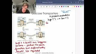 GLUT2 and GLUT4 Transporters