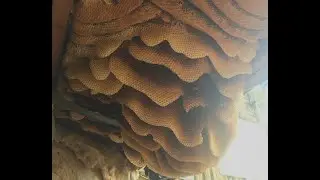 First bee removal after SNOW in Florida!!