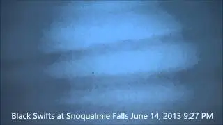 Snoqualmie Falls June 14, 2013 Suspected Black Swift entering Rock wall next to falls 9:27pm.