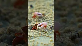 Funny Fiddler Crab waving its Bigger Claw  Wincent   TIGf6 #wildlife #nature #crab