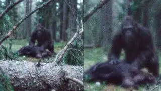 Helicopter Pilot Witnesses Bigfoot Praying Over Dead Bear - Sasquatch Story