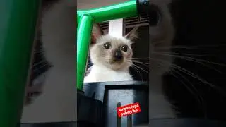 Kangen Maruko :( | #shorts #kucing #siamese #catsoftiktok #jedagjedug #cat #kitten