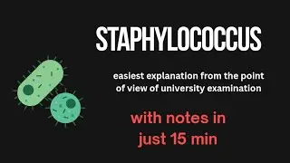 staphylococcus bacteria bacterial microbiology lecture