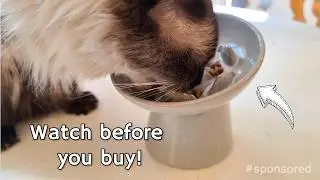 Vancasso Ceramic Slow Feeder Cat Bowl, Demo and Review