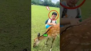 The deer got angry at the little boy. #shorts #children