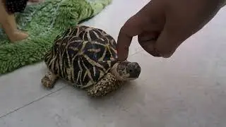 MY BEST FRIEND TORTOISE