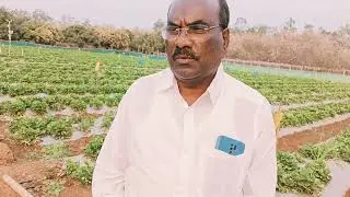 NAMMA BIDAR STRAWBERRY FARMER 