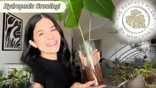 Semi-hydroponics and LECA growing tutorial! Learn how to make the switch to hydro! 2024