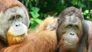 オランウータンの献身的な毛づくろい/ Orangutans' peaceful grooming time