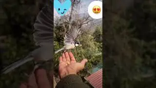 #beautiful birds enjoy snack of fresh nuts #shorts #birdslover #ytshorts #shortsvideo #viralvideo