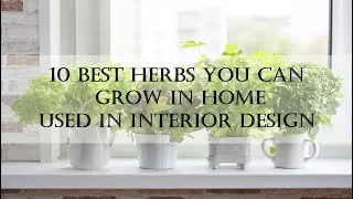 Best Herbs for Interior Spaces | High Oxygen producing plants for Interior Spaces |