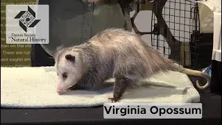 Animal Ambassador - Virginia Opossum