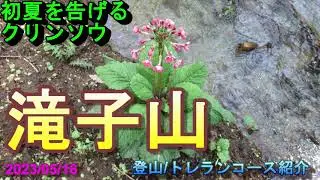 【登山/トレラン】初夏を告げるクリンソウ 滝子山 15.5km