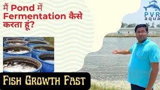 Fermentation in Fish Farming: Boost Pond Health & Fish Growth Naturally!