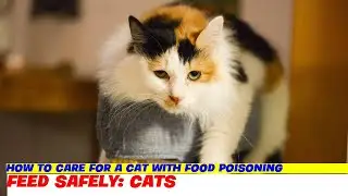 How to Care for a Cat with Food Poisoning