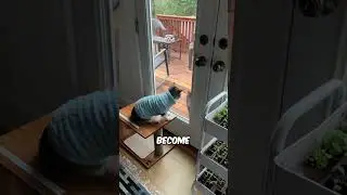 Indoor cat met an outdoor cat and this happened 😲