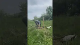 🌳👩&zwj;🌾 Dolgo Crabapple Tree Planting (Timelapse)  - Wish I Could Move This Fast⚡️!