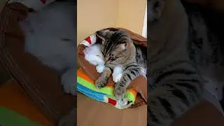 Two cats, one bed #cat