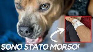 Cosa NON fare con un cane che ringhia!  (la mia esperienza di morso!)