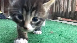 4 Week Old Kitten Walking